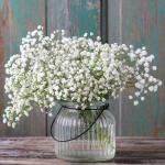 Gypsophila paniculata Fátyolvirág