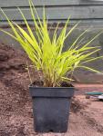 Hakonechloa macra 'Sunflaire' - Szálkafű