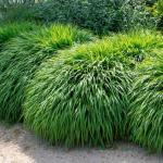 Hakonechloa macra 'Sunflaire' - Szálkafű