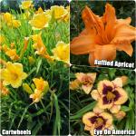 Hemerocallis Sásliliom fajták 