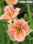 Hemerocallis Sásliliom fajták 