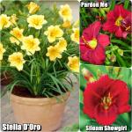 Hemerocallis Sásliliom fajták 