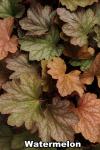 Heuchera - Tűzeső fajták 3.