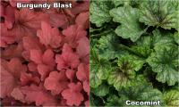 Heuchera - Tűzeső fajták 3.
