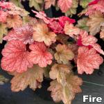 Heuchera - Tűzeső fajták 3.