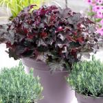 Heuchera Micrantha Tűzeső fajták 1.