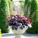 Heuchera Micrantha Tűzeső fajták 1.