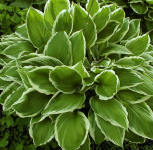 Hosta - Albomarginata