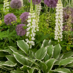 Hosta - Albomarginata