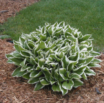 Hosta - Albomarginata