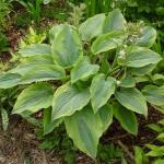 Hosta - Alvatine Taylor