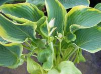 Hosta - Alvatine Taylor