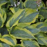 Hosta - Alvatine Taylor