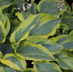 Hosta - Alvatine Taylor