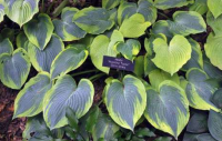 Hosta - Alvatine Taylor