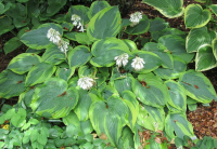 Hosta - Alvatine Taylor