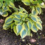 Hosta - AUTUMN FROST