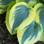 Hosta - AUTUMN FROST