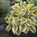 Hosta - AUTUMN FROST