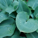 Hosta - Big Daddy