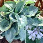 Hosta - Big Daddy