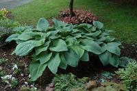Hosta - Blue Mammoth