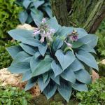 Hosta - Blue Mammoth