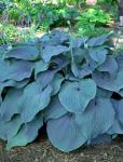 Hosta - Blue Mammoth