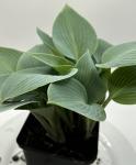 Hosta - Canadian Blue