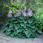 Hosta - Canadian Blue