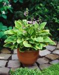 Hosta - Golden Tiara