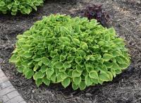 Hosta - Golden Tiara