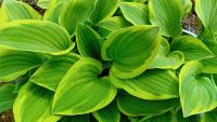 Hosta - Golden Tiara