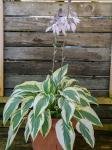Hosta - Lakeside Dragonfly