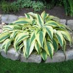 Hosta - Lakeside Dragonfly