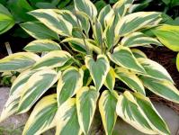 Hosta - Lakeside Dragonfly