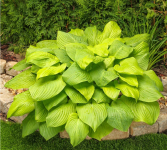 Hosta - Mojito