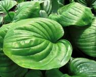 Hosta - Mojito