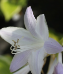 Hosta - Mojito