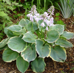 Hosta - Pizzazz