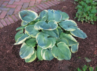 Hosta - Pizzazz