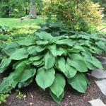 Hosta - T-Rex