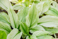 Hosta - White Feather