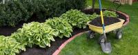 Hosta - Wide Brim 