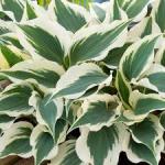 Hosta - Wide Brim 