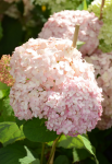 Hydrangea arborescens Bubblegum