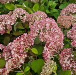 Hydrangea arborescens Bubblegum