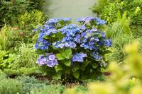 Hydrangea macrophylla "Blaumeise' 