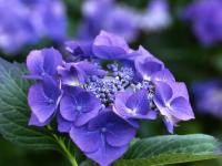 Hydrangea macrophylla "Blaumeise' 