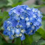 Hydrangea macrophylla "Blaumeise' 